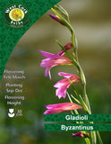 Gladioli <p> Byzantinus</p> - Green's of Ireland Online Garden Shop. Lilium, West Cork Bulbs, Daffodil Bulbs, Tulip Bulbs, Crocus Bulbs, Autumn Bulbs, Bulbs, Cheap Bulbs