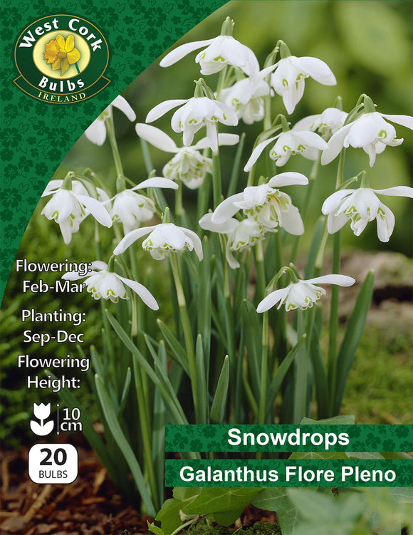 Snowdrops Flore Pleno - Green's of Ireland Online Garden Shop. Snowdrops, West Cork Bulbs, Daffodil Bulbs, Tulip Bulbs, Crocus Bulbs, Autumn Bulbs, Bulbs, Cheap Bulbs