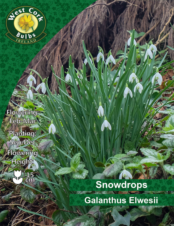 Snowdrops Elwesii - Green's of Ireland Online Garden Shop. Snowdrops, West Cork Bulbs, Daffodil Bulbs, Tulip Bulbs, Crocus Bulbs, Autumn Bulbs, Bulbs, Cheap Bulbs