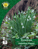Snowdrops Elwesii - Green's of Ireland Online Garden Shop. Snowdrops, West Cork Bulbs, Daffodil Bulbs, Tulip Bulbs, Crocus Bulbs, Autumn Bulbs, Bulbs, Cheap Bulbs