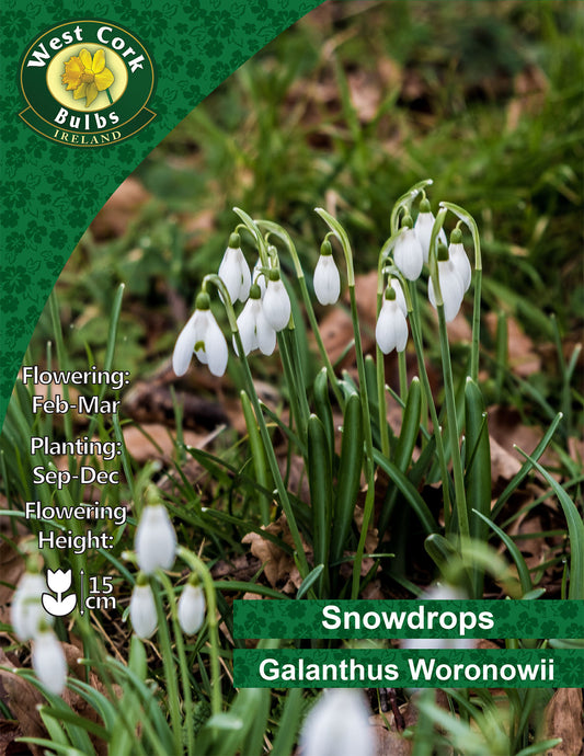 Snowdrops Woronowii - Green's of Ireland Online Garden Shop. Snowdrops, West Cork Bulbs, Daffodil Bulbs, Tulip Bulbs, Crocus Bulbs, Autumn Bulbs, Bulbs, Cheap Bulbs