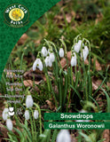 Snowdrops Woronowii - Green's of Ireland Online Garden Shop. Snowdrops, West Cork Bulbs, Daffodil Bulbs, Tulip Bulbs, Crocus Bulbs, Autumn Bulbs, Bulbs, Cheap Bulbs