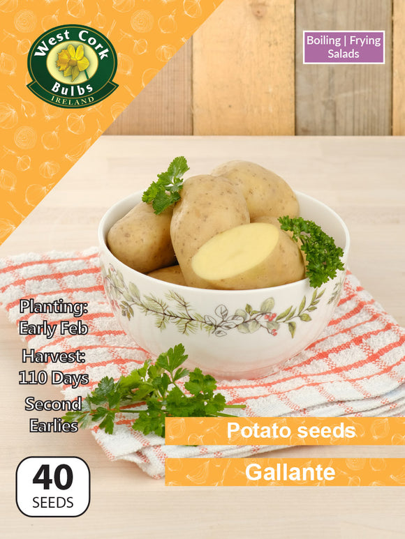 Potato seeds 'Galante'