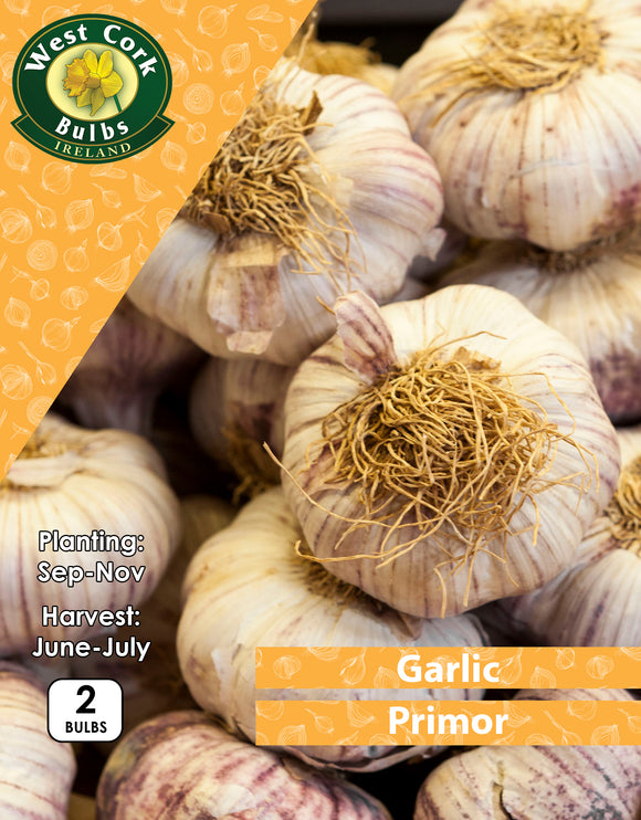 Garlic <p> Primor </p> - Green's of Ireland Online Garden Shop.  Garlic and Onions, West Cork Bulbs, Daffodil Bulbs, Tulip Bulbs, Crocus Bulbs, Autumn Bulbs, Bulbs, Cheap Bulbs