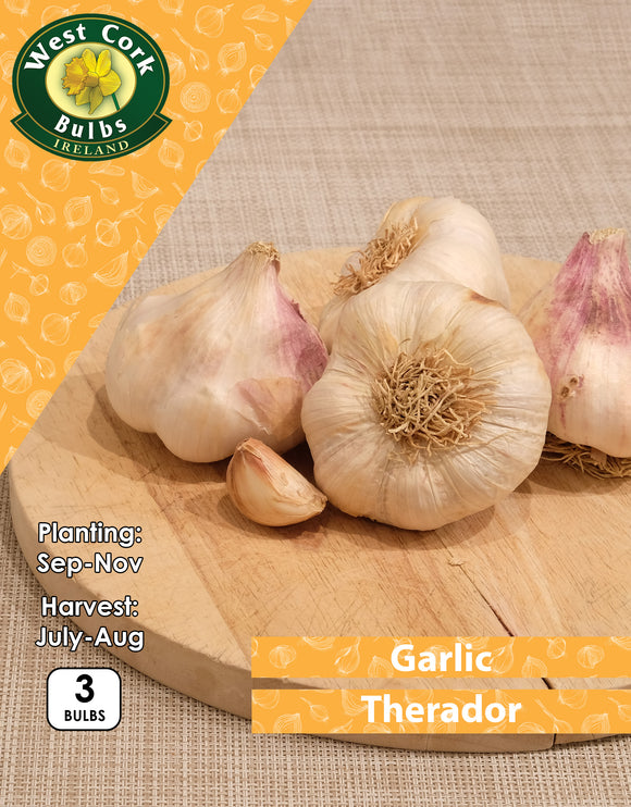 Garlic<p> Therador</p> - Green's of Ireland Online Garden Shop.  Garlic and Onions, West Cork Bulbs, Daffodil Bulbs, Tulip Bulbs, Crocus Bulbs, Autumn Bulbs, Bulbs, Cheap Bulbs