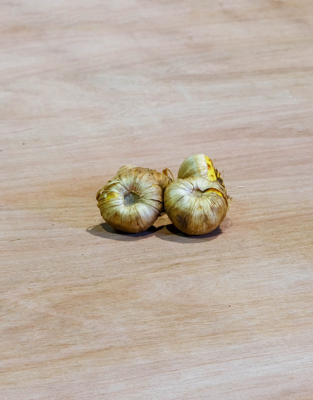 Gladioli Large Flowering  'Traderhorn' 10 Bulbs Pack - Green's of Ireland Online Garden Shop.  Flower Bulbs, Greens of Ireland, Daffodil Bulbs, Tulip Bulbs, Crocus Bulbs, Autumn Bulbs, Bulbs, Cheap Bulbs