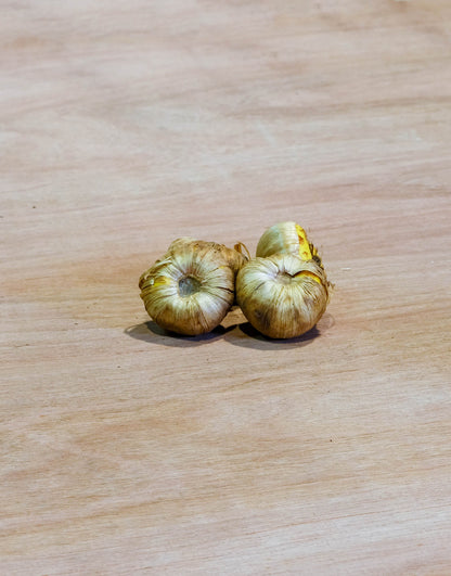 Gladioli Large Flowering  'Traderhorn' 10 Bulbs Pack - Green's of Ireland Online Garden Shop.  Flower Bulbs, Greens of Ireland, Daffodil Bulbs, Tulip Bulbs, Crocus Bulbs, Autumn Bulbs, Bulbs, Cheap Bulbs