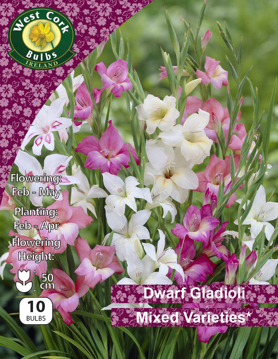 Dwarf Gladioli Mixed - Green's of Ireland Online Garden Shop.  Flower Bulbs, West Cork Bulbs, Daffodil Bulbs, Tulip Bulbs, Crocus Bulbs, Autumn Bulbs, Bulbs, Cheap Bulbs