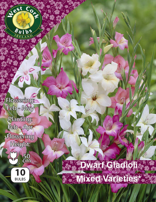 Dwarf Gladioli Mixed - Green's of Ireland Online Garden Shop.  Flower Bulbs, West Cork Bulbs, Daffodil Bulbs, Tulip Bulbs, Crocus Bulbs, Autumn Bulbs, Bulbs, Cheap Bulbs