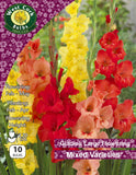 Gladioli Large Flowering Mixed - Green's of Ireland Online Garden Shop.  Flower Bulbs, West Cork Bulbs, Daffodil Bulbs, Tulip Bulbs, Crocus Bulbs, Autumn Bulbs, Bulbs, Cheap Bulbs
