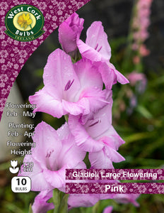 Gladioli Large Flowering  Pink - Green's of Ireland Online Garden Shop.  Flower Bulbs, West Cork Bulbs, Daffodil Bulbs, Tulip Bulbs, Crocus Bulbs, Autumn Bulbs, Bulbs, Cheap Bulbs