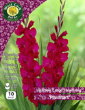 Gladioli Large Flowering  'Plum tart' - Green's of Ireland Online Garden Shop.  Flower Bulbs, West Cork Bulbs, Daffodil Bulbs, Tulip Bulbs, Crocus Bulbs, Autumn Bulbs, Bulbs, Cheap Bulbs