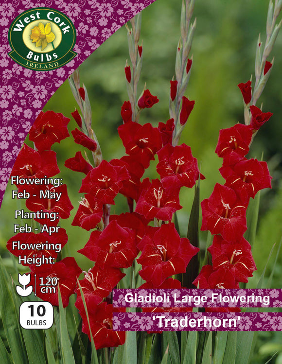 Gladioli Large Flowering  'Traderhorn' - Green's of Ireland Online Garden Shop.  Flower Bulbs, West Cork Bulbs, Daffodil Bulbs, Tulip Bulbs, Crocus Bulbs, Autumn Bulbs, Bulbs, Cheap Bulbs