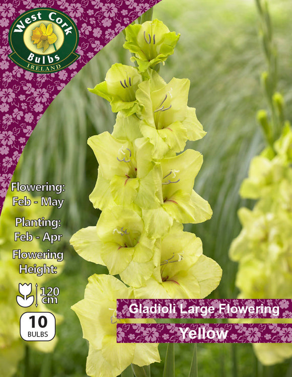 Gladioli Large Flowering  Yellow - Green's of Ireland Online Garden Shop.  Flower Bulbs, West Cork Bulbs, Daffodil Bulbs, Tulip Bulbs, Crocus Bulbs, Autumn Bulbs, Bulbs, Cheap Bulbs