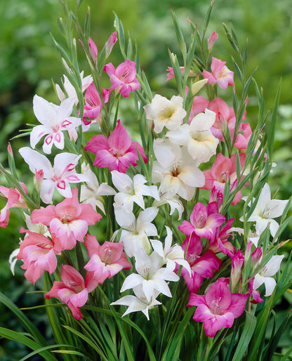 Dwarf Gladioli Mixed - Green's of Ireland Online Garden Shop.  Flower Bulbs, West Cork Bulbs, Daffodil Bulbs, Tulip Bulbs, Crocus Bulbs, Autumn Bulbs, Bulbs, Cheap Bulbs