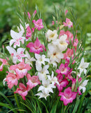 Dwarf Gladioli Mixed - Green's of Ireland Online Garden Shop.  Flower Bulbs, West Cork Bulbs, Daffodil Bulbs, Tulip Bulbs, Crocus Bulbs, Autumn Bulbs, Bulbs, Cheap Bulbs