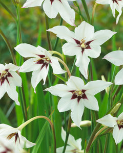 Acidanthera 'Murielae' - Green's of Ireland Online Garden Shop.  Flower Bulbs, West Cork Bulbs, Daffodil Bulbs, Tulip Bulbs, Crocus Bulbs, Autumn Bulbs, Bulbs, Cheap Bulbs