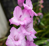 Gladioli Large Flowering  Pink - Green's of Ireland Online Garden Shop.  Flower Bulbs, West Cork Bulbs, Daffodil Bulbs, Tulip Bulbs, Crocus Bulbs, Autumn Bulbs, Bulbs, Cheap Bulbs