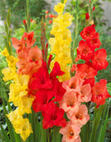 Gladioli Large Flowering  Mixed 10 Bulbs Pack - Green's of Ireland Online Garden Shop.  Flower Bulbs, West Cork Bulbs, Daffodil Bulbs, Tulip Bulbs, Crocus Bulbs, Autumn Bulbs, Bulbs, Cheap Bulbs