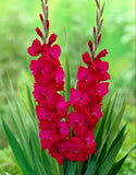 Gladioli Large Flowering  'Plum tart' 10 Bulbs Pack - Green's of Ireland Online Garden Shop.  Flower Bulbs, West Cork Bulbs, Daffodil Bulbs, Tulip Bulbs, Crocus Bulbs, Autumn Bulbs, Bulbs, Cheap Bulbs