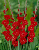 Gladioli Large Flowering  'Traderhorn' 10 Bulbs Pack - Green's of Ireland Online Garden Shop.  Flower Bulbs, West Cork Bulbs, Daffodil Bulbs, Tulip Bulbs, Crocus Bulbs, Autumn Bulbs, Bulbs, Cheap Bulbs