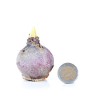 Jacinthe Préparée <p>White Pearl</p>