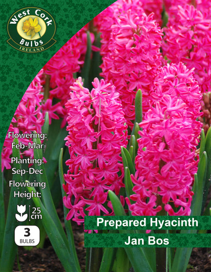Prepared Hyacinth Jan Bos - Green's of Ireland Online Garden Shop. Hyacinth, West Cork Bulbs, Daffodil Bulbs, Tulip Bulbs, Crocus Bulbs, Autumn Bulbs, Bulbs, Cheap Bulbs