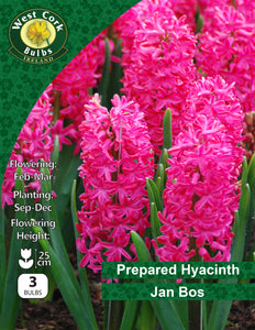 Prepared Hyacinth Jan Bos - Green's of Ireland Online Garden Shop. Hyacinth, West Cork Bulbs, Daffodil Bulbs, Tulip Bulbs, Crocus Bulbs, Autumn Bulbs, Bulbs, Cheap Bulbs