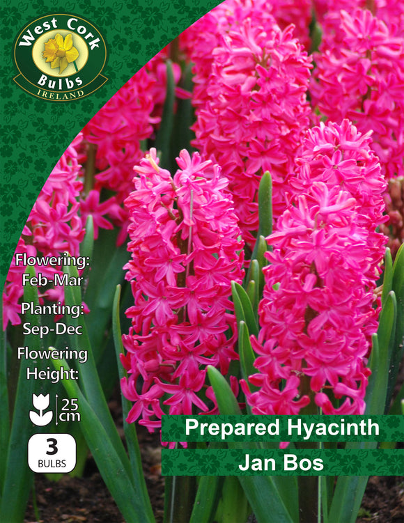 Prepared Hyacinth Jan Bos - Green's of Ireland Online Garden Shop. Hyacinth, West Cork Bulbs, Daffodil Bulbs, Tulip Bulbs, Crocus Bulbs, Autumn Bulbs, Bulbs, Cheap Bulbs