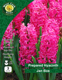 Prepared Hyacinth Jan Bos - Green's of Ireland Online Garden Shop. Hyacinth, West Cork Bulbs, Daffodil Bulbs, Tulip Bulbs, Crocus Bulbs, Autumn Bulbs, Bulbs, Cheap Bulbs