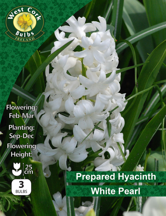 Prepared Hyacinth White Pearl - Green's of Ireland Online Garden Shop. Hyacinth, West Cork Bulbs, Daffodil Bulbs, Tulip Bulbs, Crocus Bulbs, Autumn Bulbs, Bulbs, Cheap Bulbs