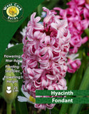 Hyacinth Fondant - Green's of Ireland Online Garden Shop. Hyacinth, West Cork Bulbs, Daffodil Bulbs, Tulip Bulbs, Crocus Bulbs, Autumn Bulbs, Bulbs, Cheap Bulbs
