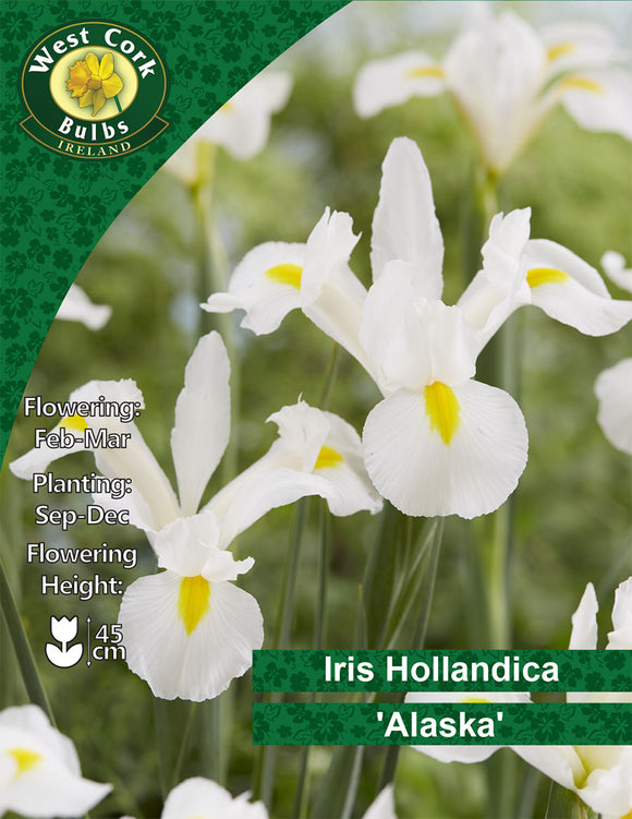 Iris Hollandica 'Alaska'