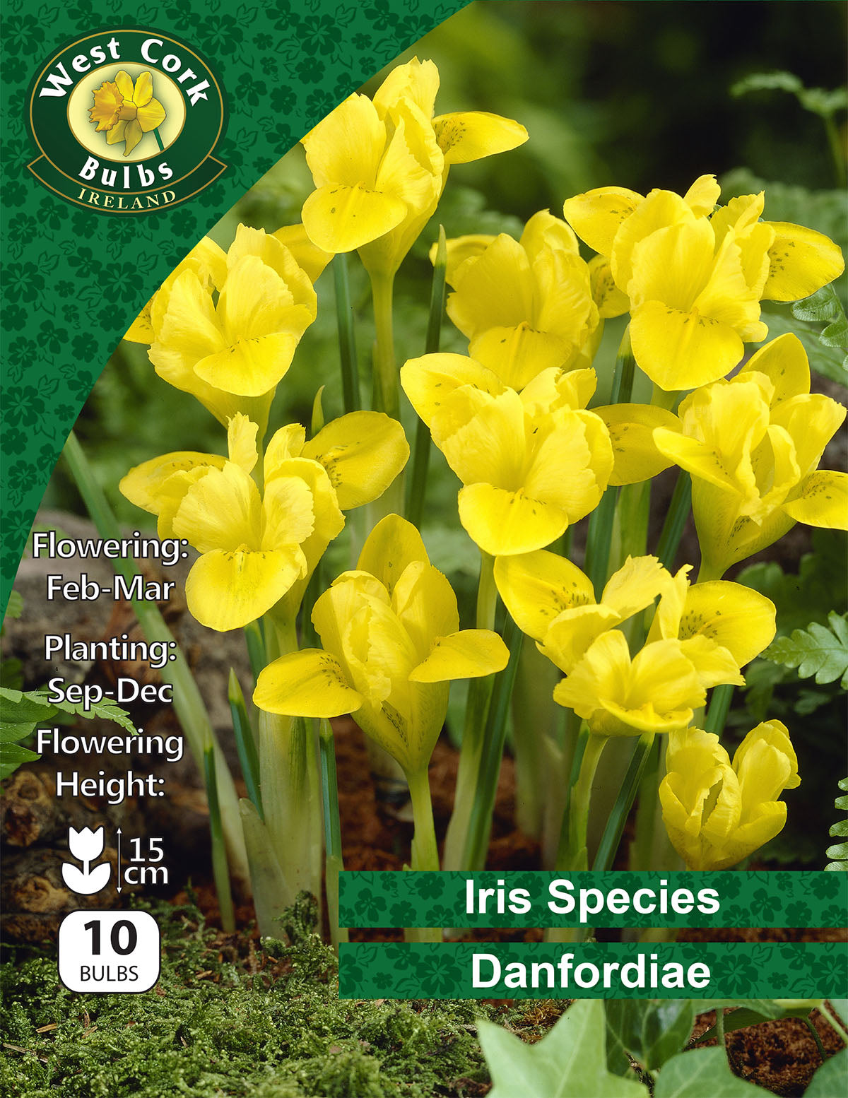 Iris Reticulata Danfordiae - Green's of Ireland Online Garden Shop. Iris, West Cork Bulbs, Daffodil Bulbs, Tulip Bulbs, Crocus Bulbs, Autumn Bulbs, Bulbs, Cheap Bulbs