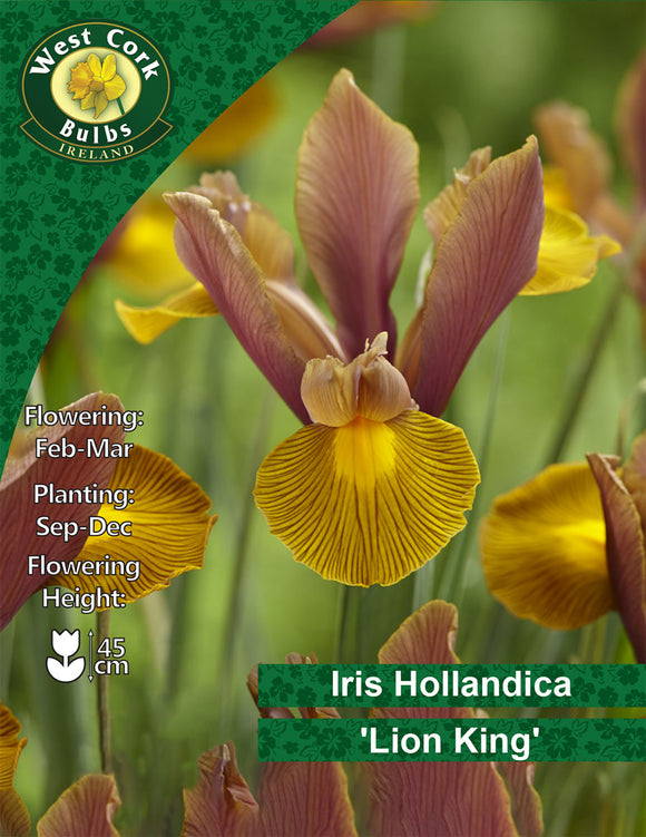 Iris Hollandica 'Lion King' (tall iris)