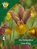 Iris Hollandica 'Lion King'