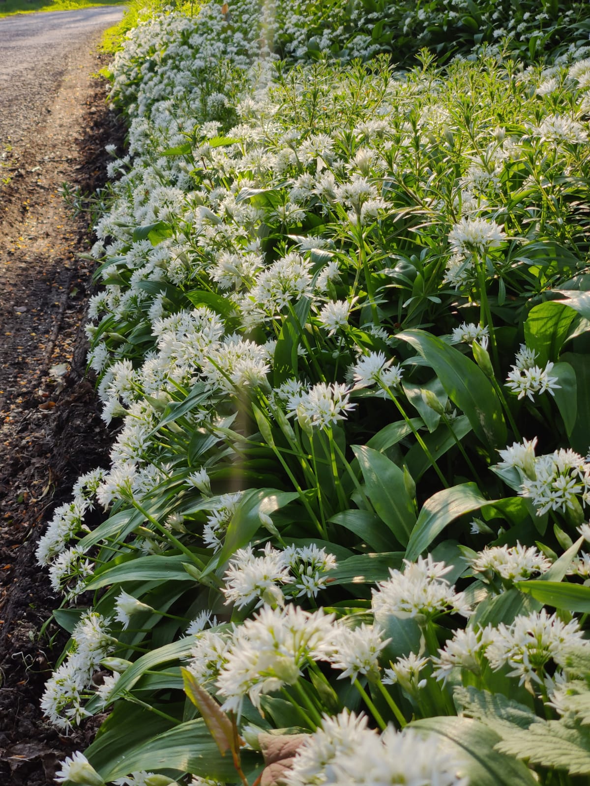 Allium Ursinum - WILD GARLIC - Green's of Ireland Online Garden Shop.  Allium, West Cork Bulbs, Daffodil Bulbs, Tulip Bulbs, Crocus Bulbs, Autumn Bulbs, Bulbs, Cheap Bulbs