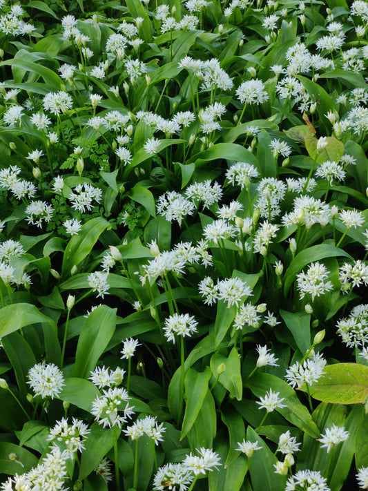 Allium Ursinum - WILD GARLIC - Green's of Ireland Online Garden Shop.  Allium, West Cork Bulbs, Daffodil Bulbs, Tulip Bulbs, Crocus Bulbs, Autumn Bulbs, Bulbs, Cheap Bulbs