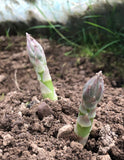 Asparagus 'Pacific Purple'