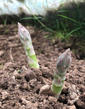 2 x Asparagus 'Pacific Purple' Roots