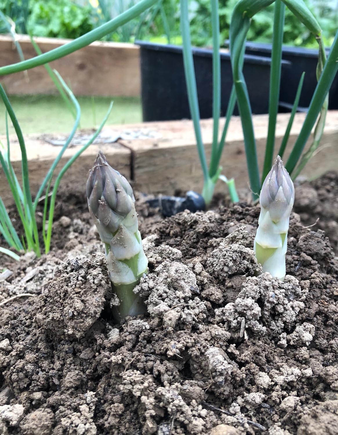 Asparagus 'Gijnlim'
