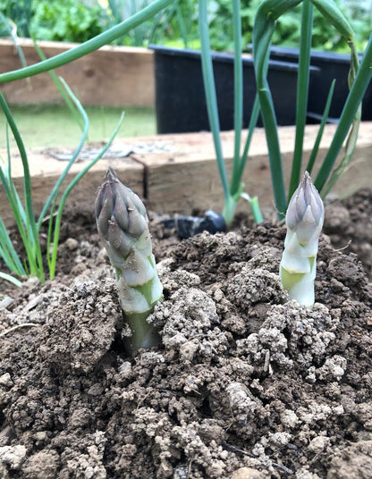 Asparagus 'Gijnlim'