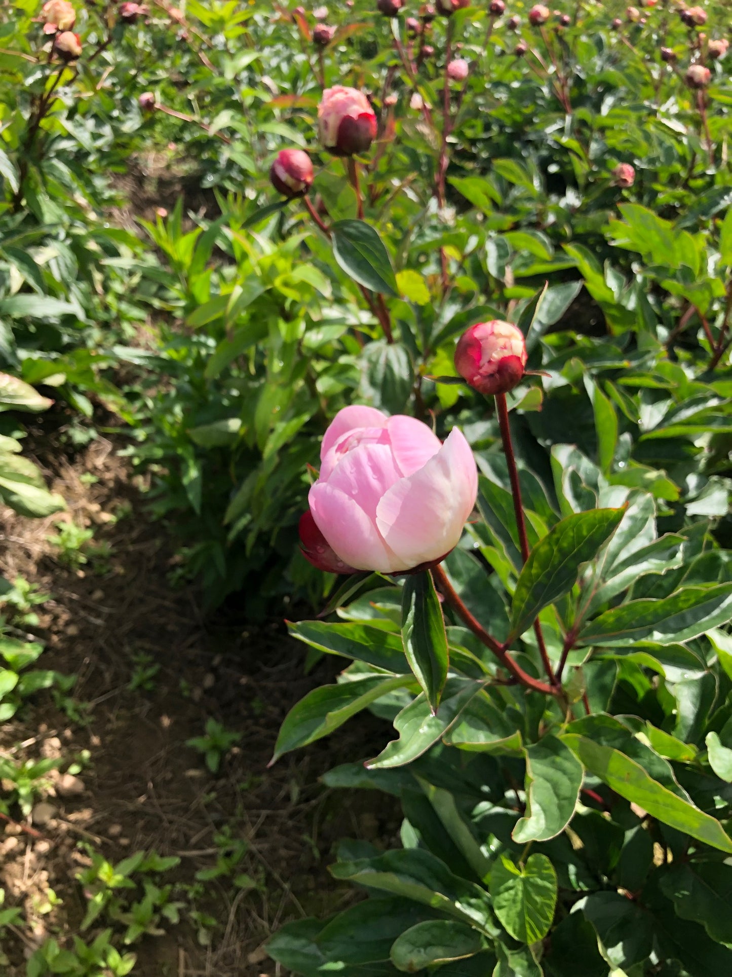 Peony Cut Flower Gardenia Irish Grown bouquet - Green's of Ireland Online Garden Shop.  Cut Flowers, Killowen Orchard, Daffodil Bulbs, Tulip Bulbs, Crocus Bulbs, Autumn Bulbs, Bulbs, Cheap Bulbs