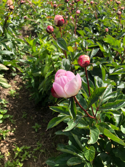 Peony Cut Flower Gardenia Irish Grown bouquet - Green's of Ireland Online Garden Shop.  Cut Flowers, Killowen Orchard, Daffodil Bulbs, Tulip Bulbs, Crocus Bulbs, Autumn Bulbs, Bulbs, Cheap Bulbs
