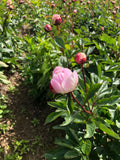 Peony Cut Flower Gardenia Irish Grown bouquet