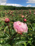 Peony Cut Flower Gardenia Irish Grown