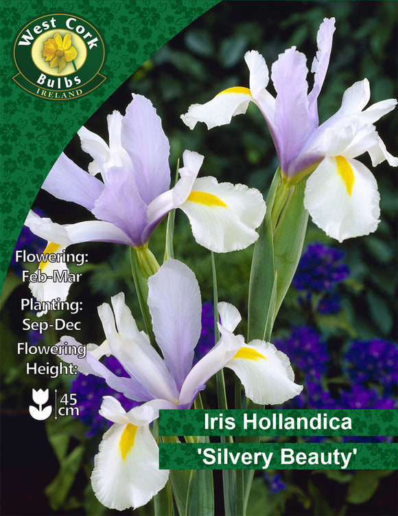 Iris Hollandica 'Silvery Beauty'