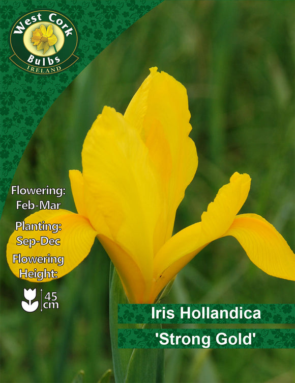 Iris Hollandica 'Strong gold'