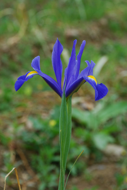 Iris Hollandica Blue Magic - Green's of Ireland Online Garden Shop. Iris, West Cork Bulbs, Daffodil Bulbs, Tulip Bulbs, Crocus Bulbs, Autumn Bulbs, Bulbs, Cheap Bulbs