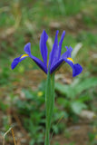 Iris Hollandica Blue Magic - Green's of Ireland Online Garden Shop. Iris, West Cork Bulbs, Daffodil Bulbs, Tulip Bulbs, Crocus Bulbs, Autumn Bulbs, Bulbs, Cheap Bulbs